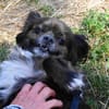 Arme kleine Ally - immer Kettenhund