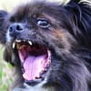 Arme kleine Ally - immer Kettenhund