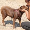 Dora ist eine ganz liebe Hundeseele
