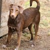 Dora ist eine ganz liebe Hundeseele