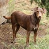 Dora ist eine ganz liebe Hundeseele