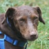 Dora ist eine ganz liebe Hundeseele