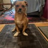 Joey - kleiner lieber Schatz ohne Heim