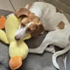 💕Cleo💕sucht ihre Menschen🐾💕🐾