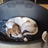 💕Cleo💕sucht ihre Menschen🐾💕🐾