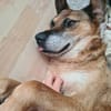 💙Ferris💙 sucht ein schönes Zuhause💙🐾