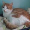 Artemis A13768
