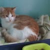 Artemis A13768