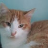 Artemis A13768