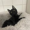 PIERRE