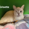 GRISETTE