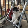 Odette