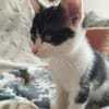 Odette