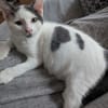 Abricot
