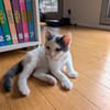 Abricot