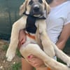PIPA