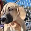 PIPA
