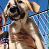 PIPA