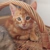 SIMBA