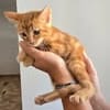SIMBA