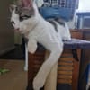 Arlo