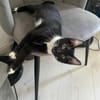 Kitty