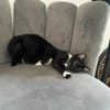 Kitty