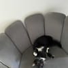 Kitty
