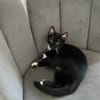 Kitty
