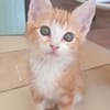 GIZMO