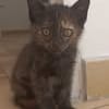 LOLA