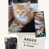 Angus