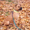 Scooby