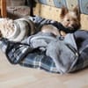 Bibi  ein Yorkie mit großem Herzen
