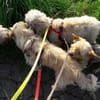 Bibi  ein Yorkie mit großem Herzen