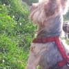 Bibi  ein Yorkie mit großem Herzen