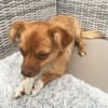 Holana, geb. ca 05/2024, 50374 Erftstadt