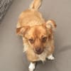 Holana, geb. ca 05/2024, 50374 Erftstadt
