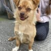 Holana, geb. ca 05/2024, 50374 Erftstadt