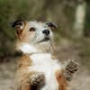 Charakterhund Lizu sucht eigene Familie