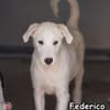 FEDERICO