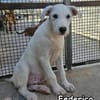 FEDERICO