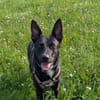 Frieda sucht ihre Menschen