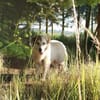Rosie sucht ihr Körbchen mit Garten