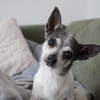Meti - Chihuahuadame sucht Körbchen