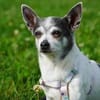 Meti - Chihuahuadame sucht Körbchen