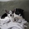 Meti - Chihuahuadame sucht Körbchen