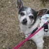 Meti - Chihuahuadame sucht Körbchen