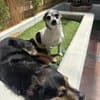 Meti - Chihuahuadame sucht Körbchen