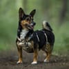 Amira - fitte Terriermix-Omi sucht dich